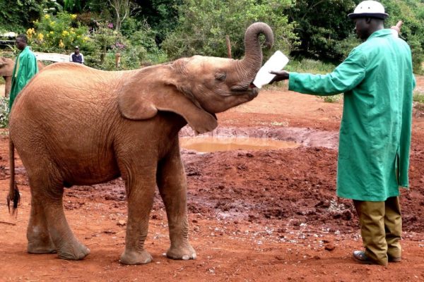 David Sheldrick Elephant Orphanage and Giraffe Center