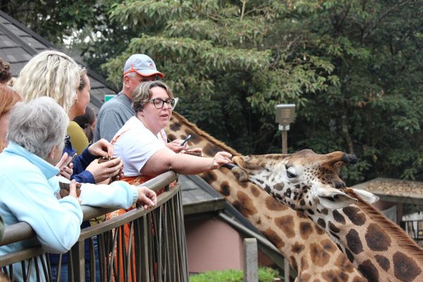 Giraffe Centre Tour