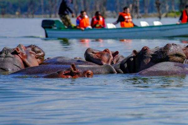 10 Days 9 Nights Masai Mara L Naivasha Amboseli L Manyara Serengeti Ngorongoro Tarangire Safari Package