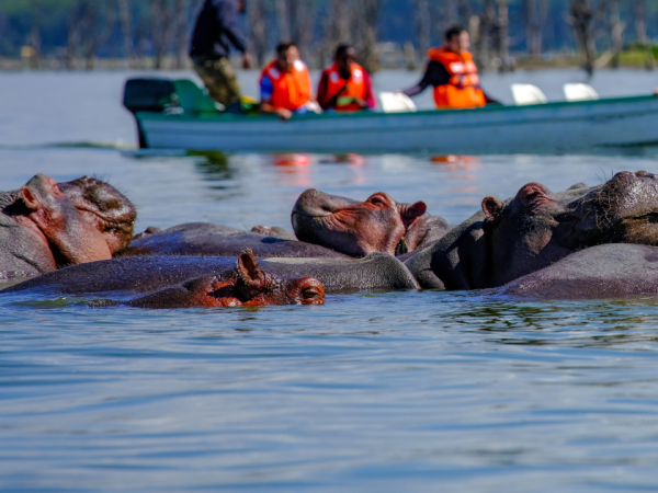 10 Days 9 Nights Masai Mara L Naivasha Amboseli L Manyara Serengeti Ngorongoro Tarangire Safari Package