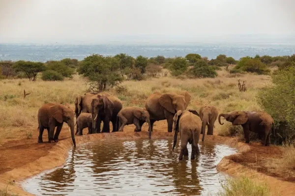 10 Days 9 Nights Tsavo West Tsavo East Taita Hills Amboseli L Naivasha L Nakuru Masai Mara Safari Package