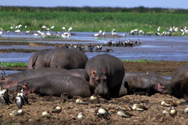 2 Days 1 Night Lake Manyara Ngorongoro Crater Safari Package