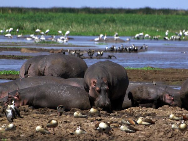 2 Days 1 Night Lake Manyara Ngorongoro Crater Safari Package