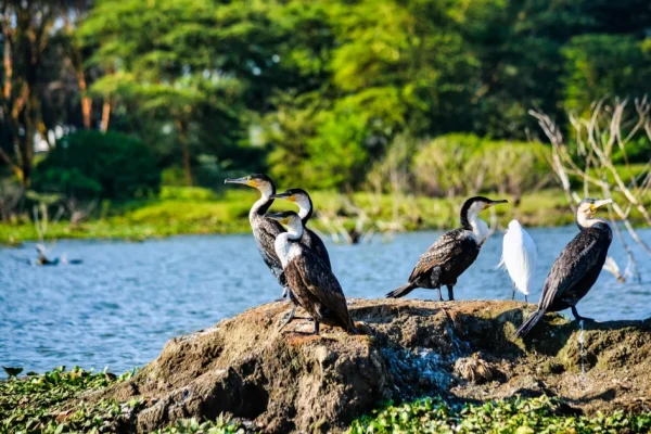 3 Days 2 Nights Lake Nakuru Safari Package