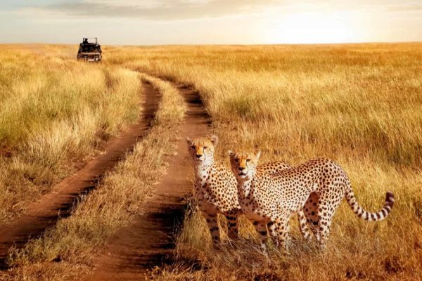 4 Days 3 Nights Ngorongoro Crater Serengeti Safari Package