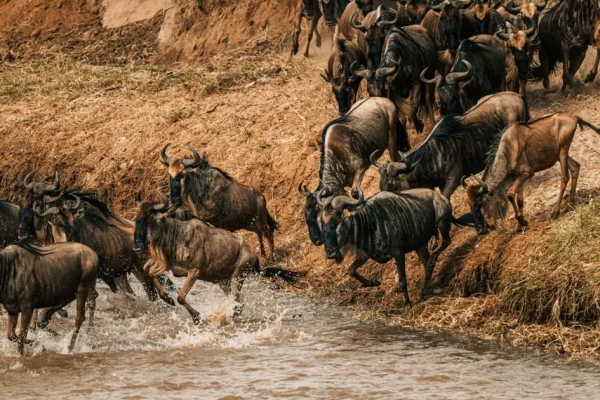 4 Days 3 Nights Ngorongoro Crater Serengeti Safari Package