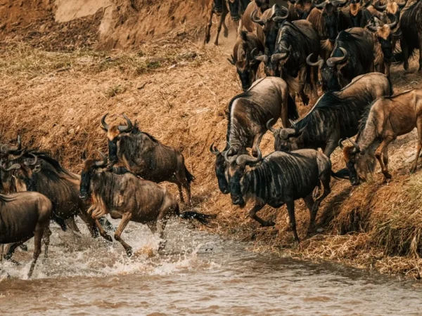 4 Days 3 Nights Ngorongoro Crater Serengeti Safari Package