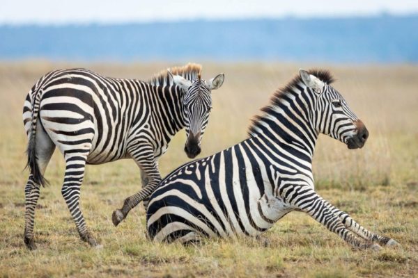 12 Days 11 Nights Tsavo West Tsavo East Taita Hills Amboseli Aberdares Nakuru Naivasha Masai Mara Safari Package