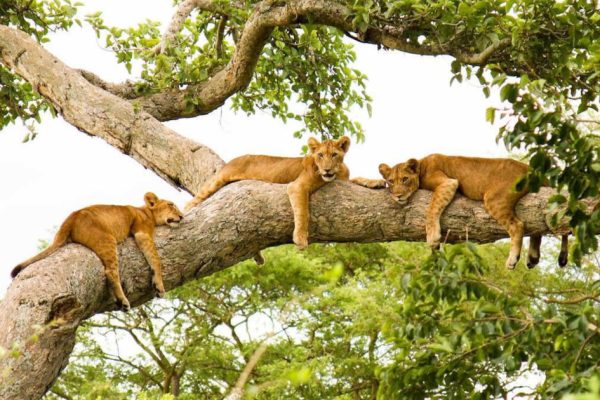 5 Days 4 Nights L Manyara Serengeti Ngorongoro Crater Safari Package