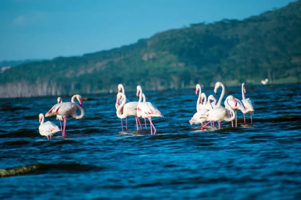 5 Days 4 Nights L Nakuru Bogoria L Naivasha Masai Mara Nairobi Safari Package