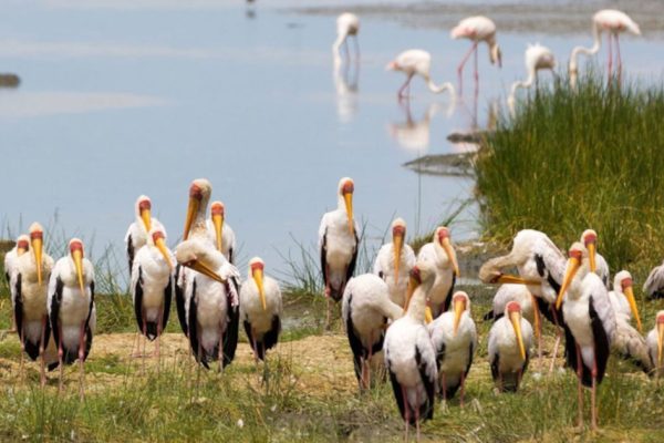 6 Days 5 Night L Manyara Ngorongoro Crater Serengeti Safari Package