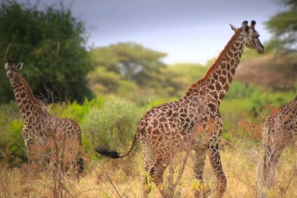 6 Days 5 Night L Manyara Ngorongoro Crater Serengeti Tarangire Safari Package