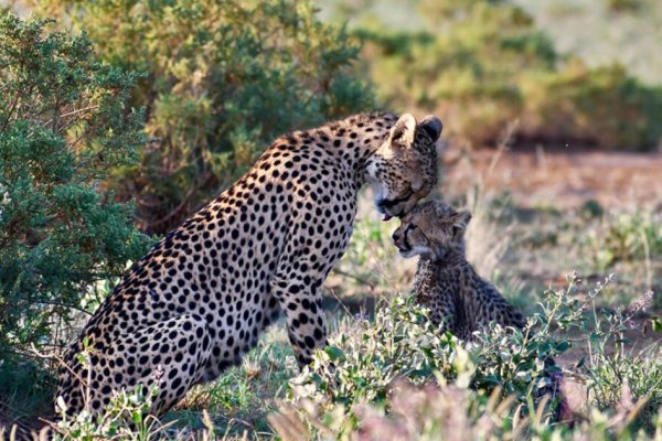 6 Days 5 Nights Amboseli Aberdares L Nakuru Masai Mara Safari Package