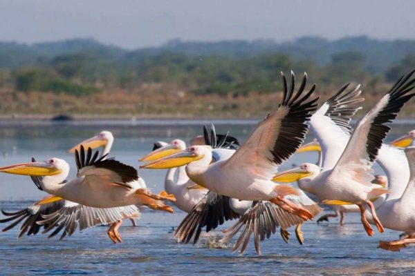 7 Days 6 Nights Aberdares L Nakuru Masa Mara L Naivasha Amboseli Nairobi Safari Package