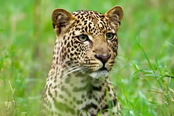 7 Days 6 Nights Masai Mara Isebania Serengeti Ngorongoro Crater Safari Package