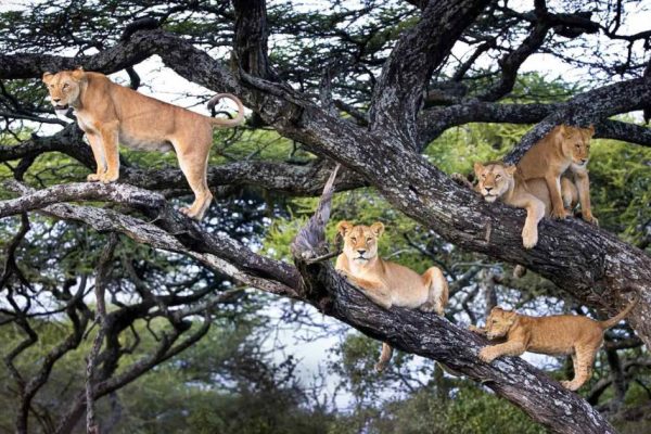 8 Days 7 Night L Manyara Serengeti Ngorongoro Crater Safari Package