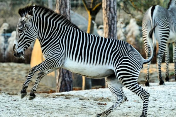 8 Days 7 Nights Aberdares Samburu Sweet Water L Nakuru Masai Mara Safari Package