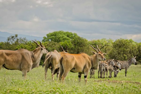 8 Days 7 Nights Amboseli Nairobi Samburu Aberdare L Nakuru Masai Mara Safari Package