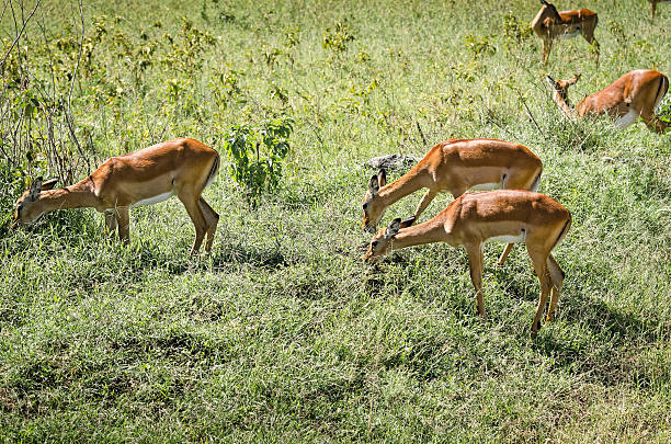 Impalas in Aberdare, Kenya