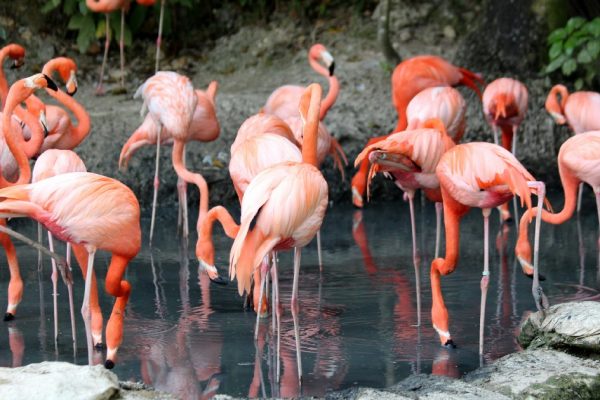 8 Days 7 Nights Masai Mara L Nakuru Serengeti Ngorongoro Crater Safari Package