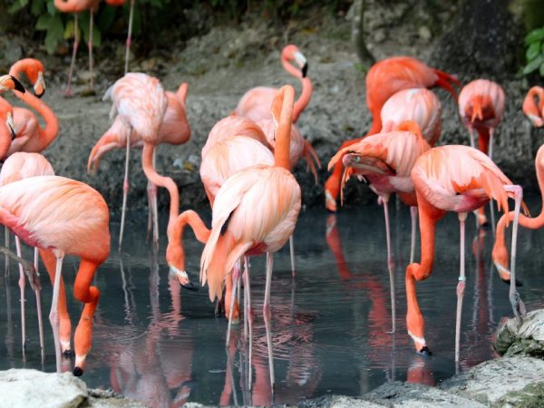 8 Days 7 Nights Masai Mara L Nakuru Serengeti Ngorongoro Crater Safari Package