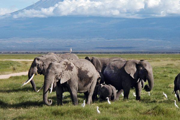 9 Days 8 Nights Amboseli Serengeti L Manyara Ngorongoro Safari Package