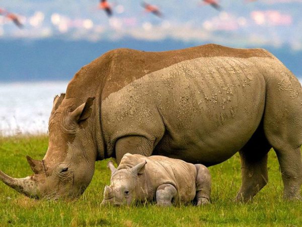 9 Days 8 Nights Masai Mara L Nakuru Amboseli Serengeti Ngorongoro Crater Safari Package