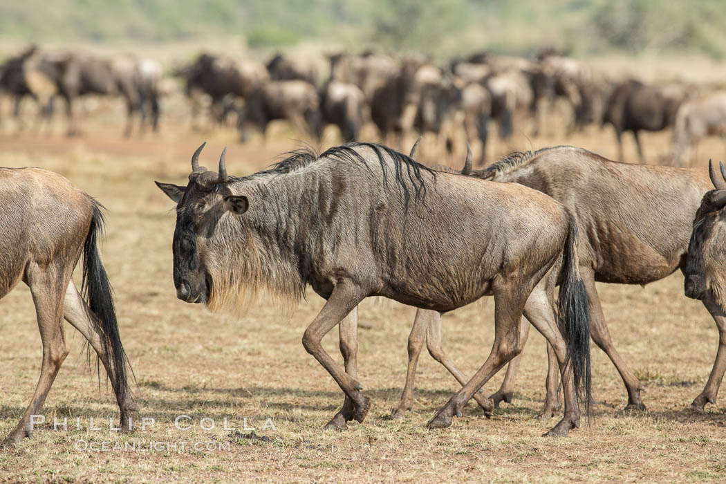 Wildebeest Herd, Maasai Mara National Reserve, Kenya