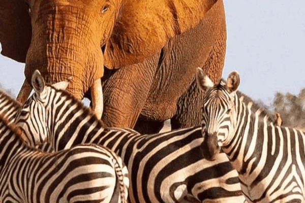 3 Days Tsavo East Luxury Safaris and Ngutuni Wildlife Sanctuary overnights at Ngutuni Lodge