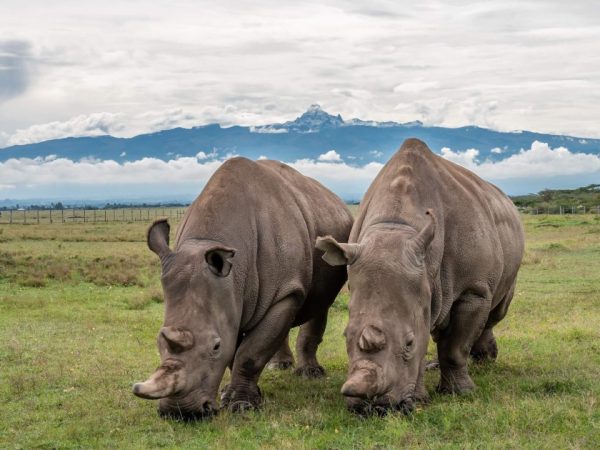 5 Days Ol Pejeta, Lake Nakuru & Masai Mara Safari