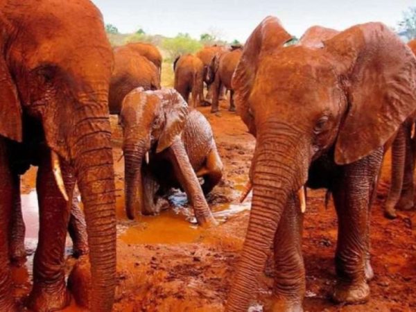 8 Days Tsavo East, Tsavo West, Amboseli And Masai Mara Safari From Diani Mombasa